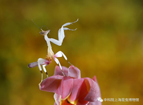 9月13日13点至15点30飞天刀螂——螳螂